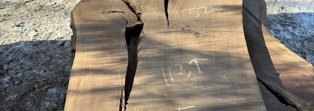 Very large live edge walnut slab
