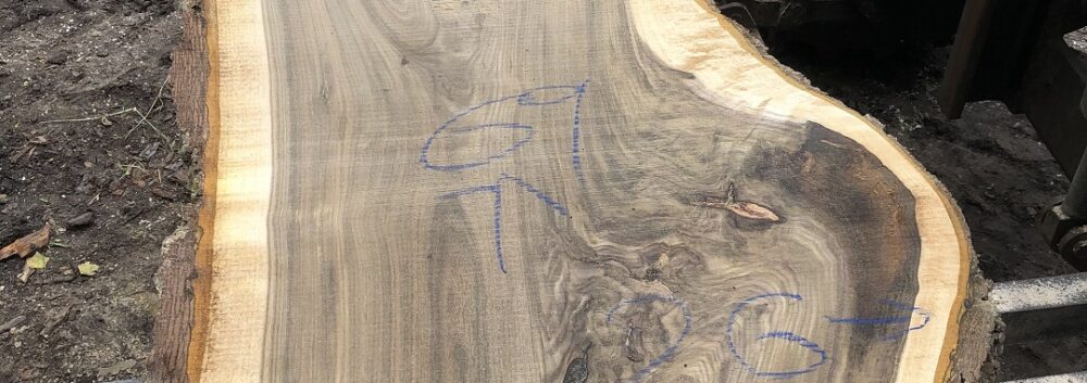 Figured crotch live edge black walnut slab